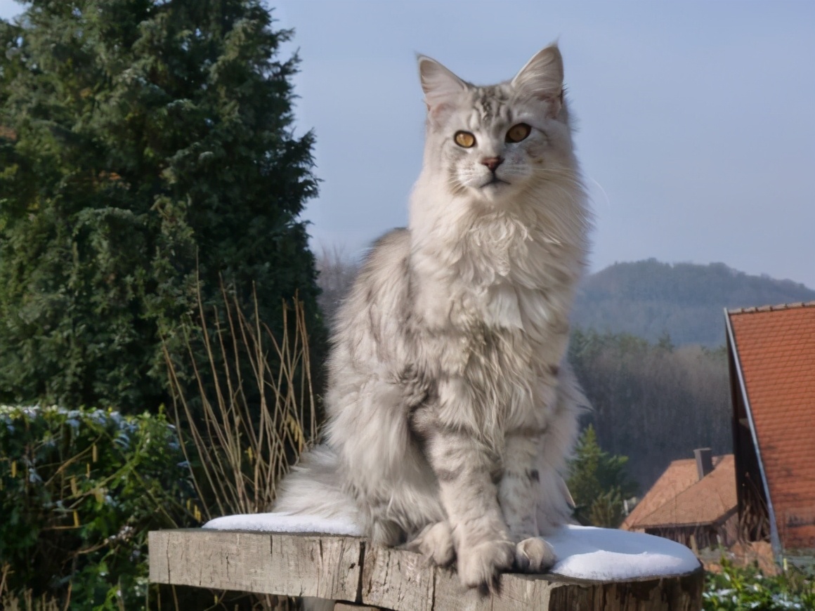 缅因猫能吃吗（世界上最能吃的猫咪非他莫属）