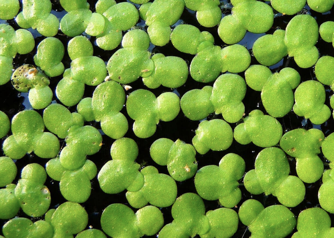 天津,湖南,江西,广西叫青萍;在天津,福建叫田萍;在天津,江西叫浮萍草