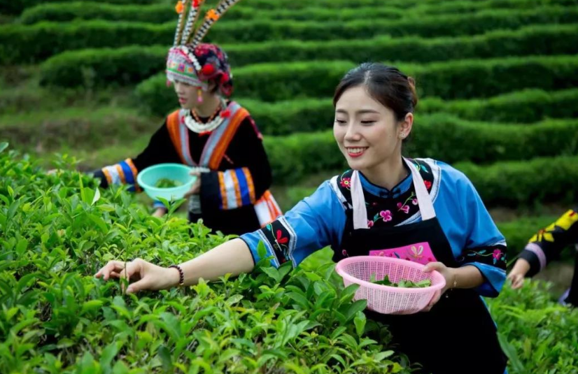 茶叶是在批发市场买好，还是在茶农家或网上买靠谱？听老茶客咋说