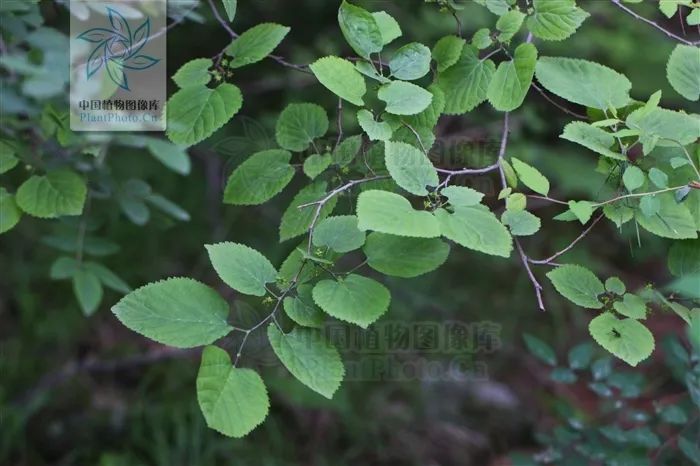 溜达,有时候你也能发现让人忍不住鄙视的"野桑树"——它们的叶子挺大