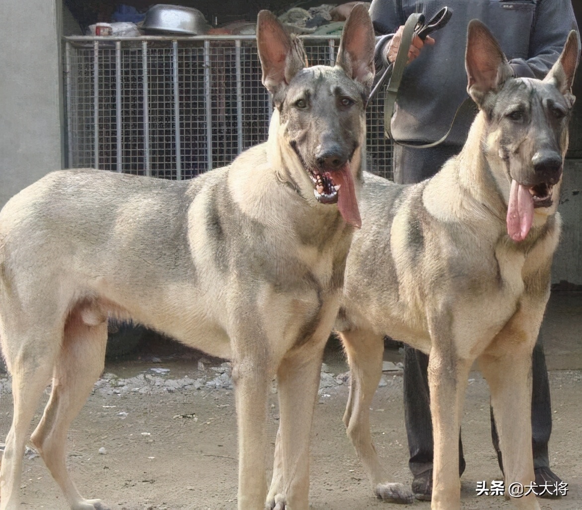 狼青和德牧杂交图片(猛犬大对决) - 赤虎壹号