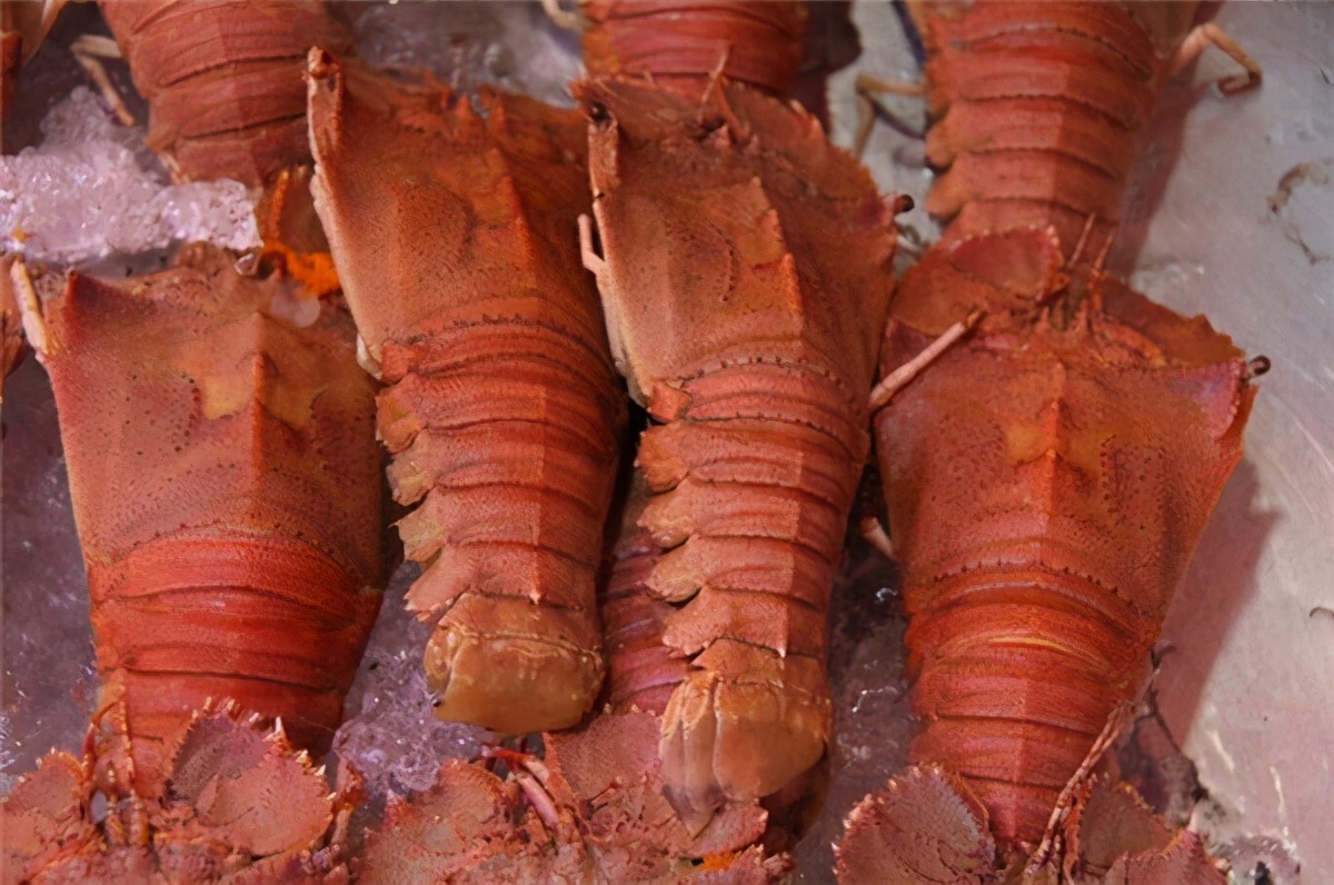 皮皮虾的升级plus皮皮虾更新