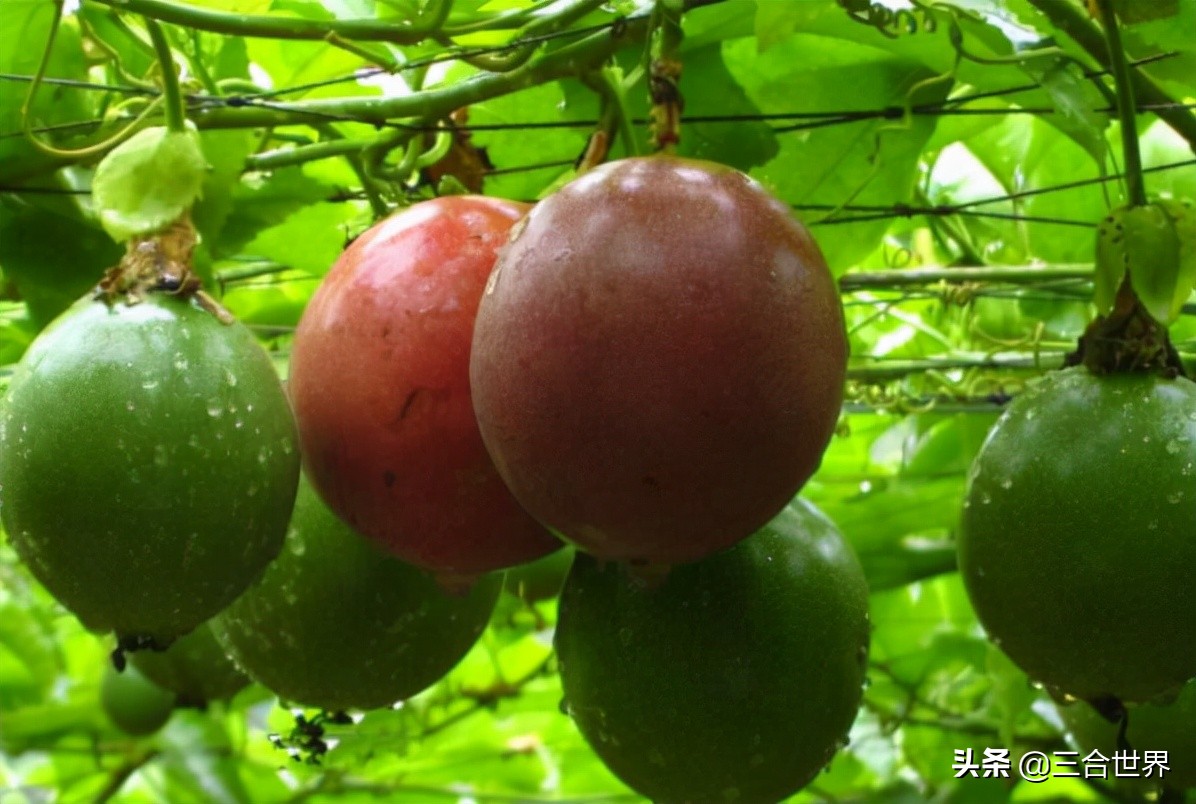 世界上最酸的十大水果，柠檬、酸枣、山楂、百香果上榜