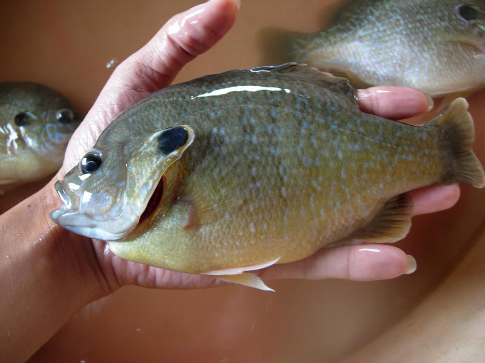 家里太阳鱼怎么养正确方法记得收藏