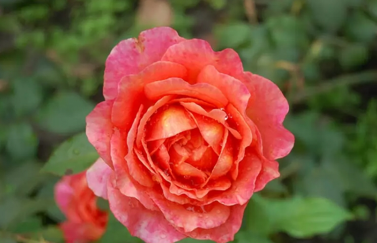 八种著名的玫瑰花，她们的名字，以及颜色包含的寓意