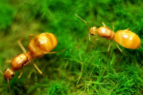 身长大蜜罐，爱吃花蜜，你见过这种蚂蚁吗？