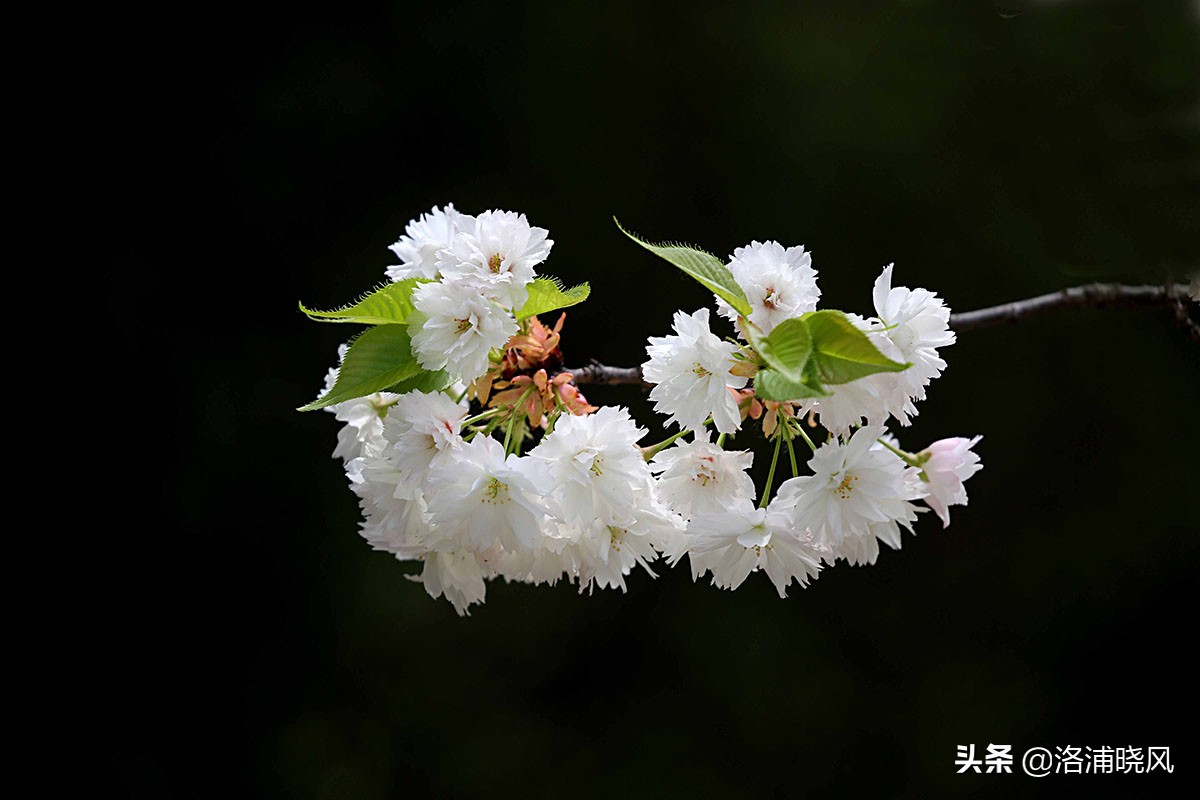 日本樱花文化（内涵揭秘日本樱花文化背后的冷知识）