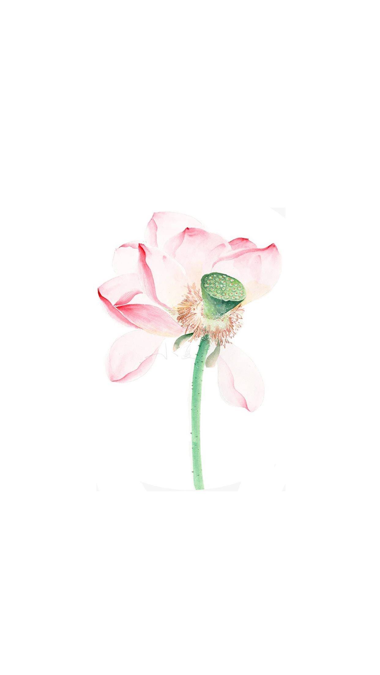 清新简约莲花系列壁纸