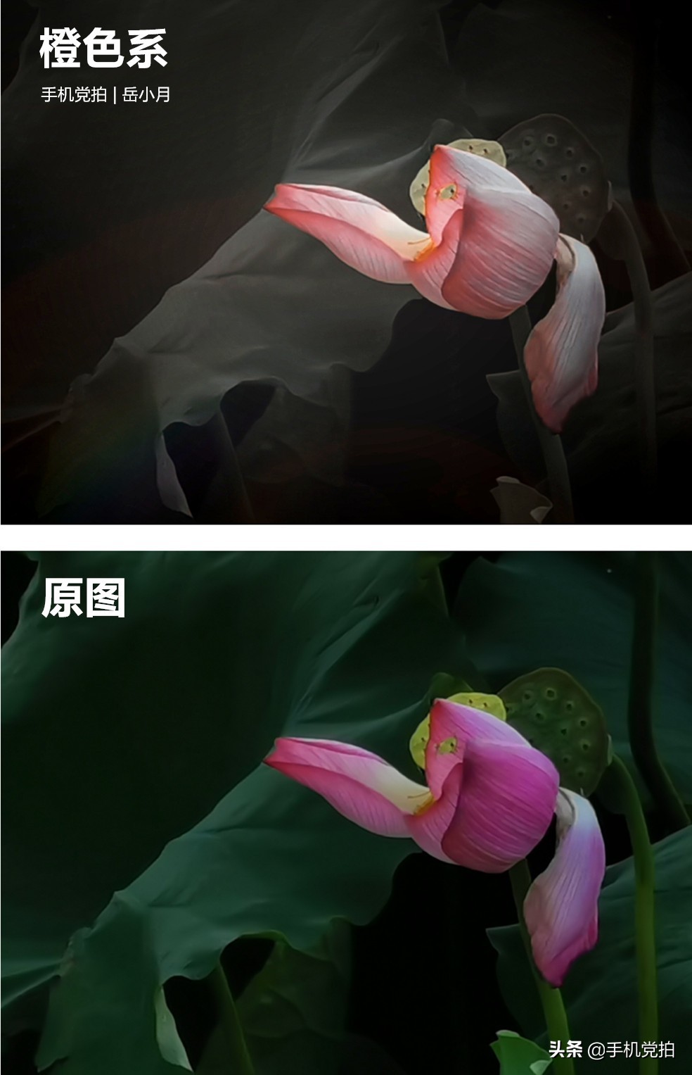 拍的荷花太普通？教你手机后期调出“高级橙”｜秒变美