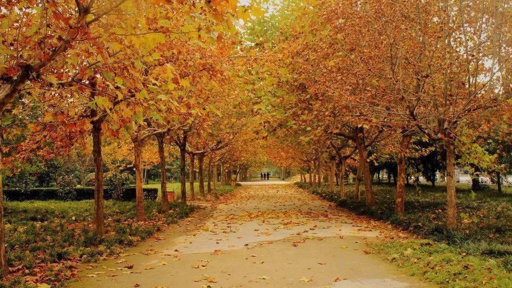 郑州这10个绝佳赏秋地，风景绝美，很多地方都还免费