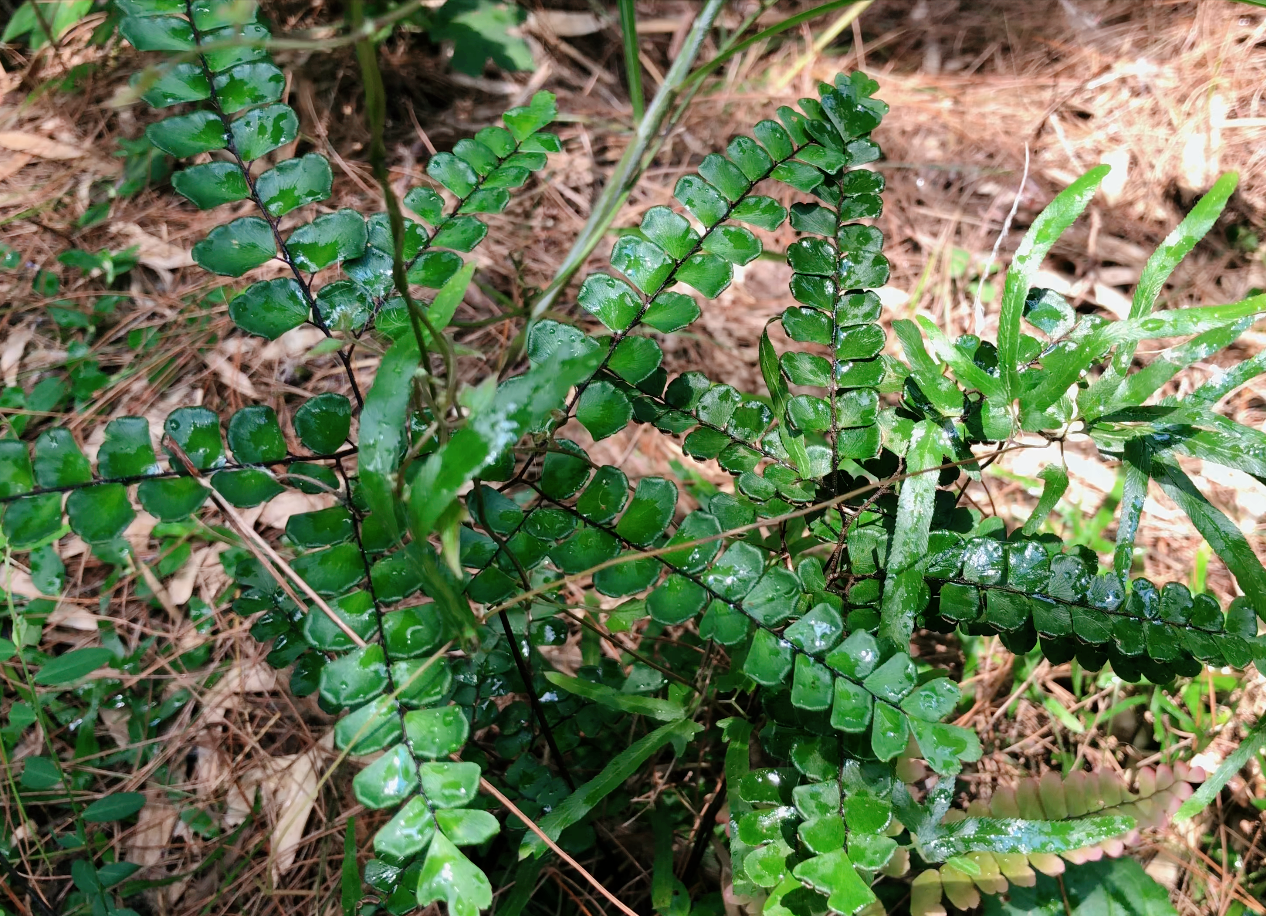 农村山里这种奇特植物,原来就是猪鬃草,都有哪些用途你知道吗?