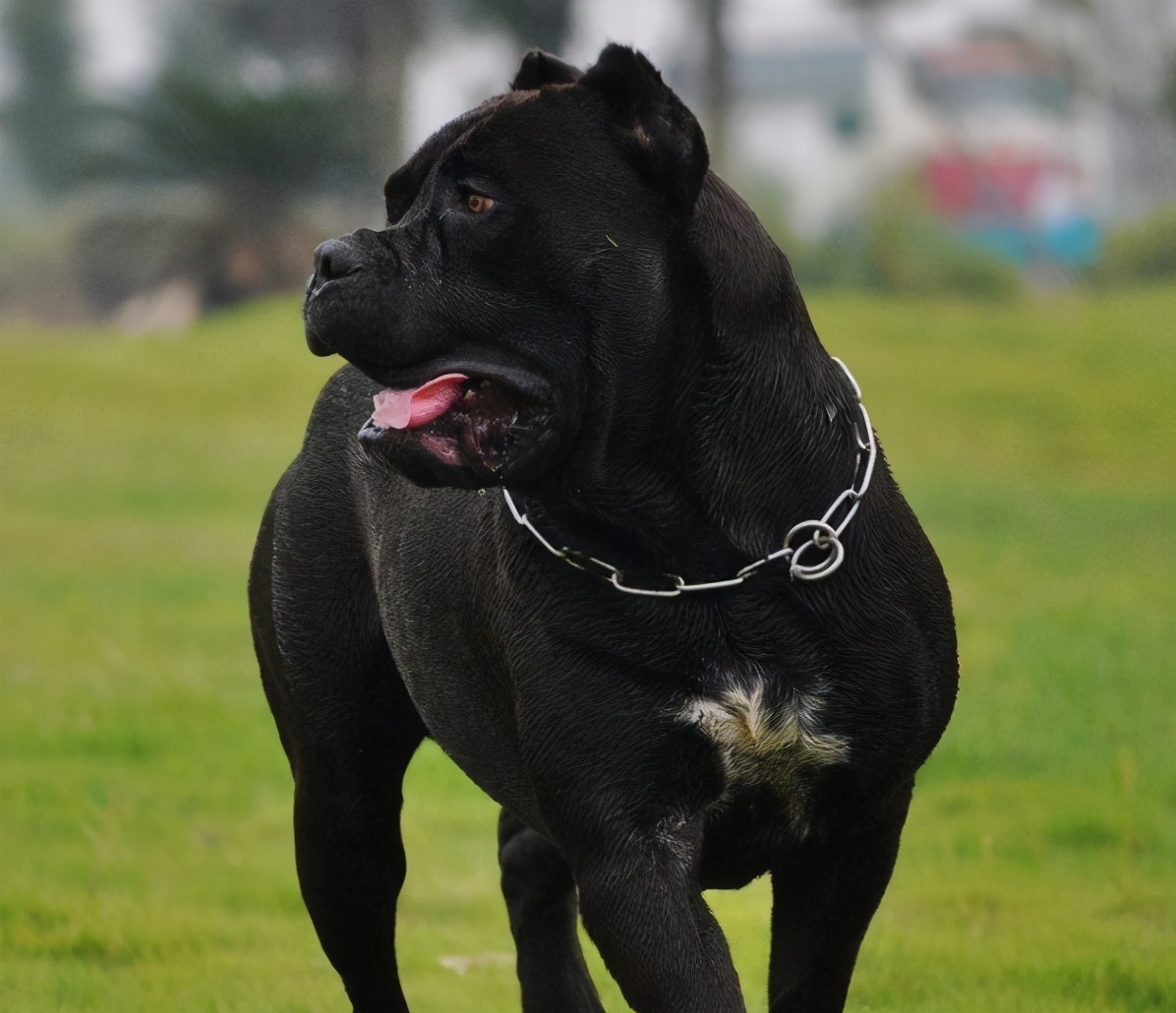 卡斯羅犬圖片及價格卡斯羅原來這麼