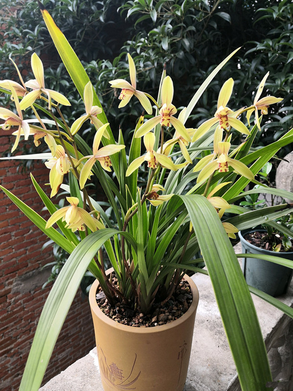 紫罗兰有毒吗（100种室内盆栽花草图鉴）