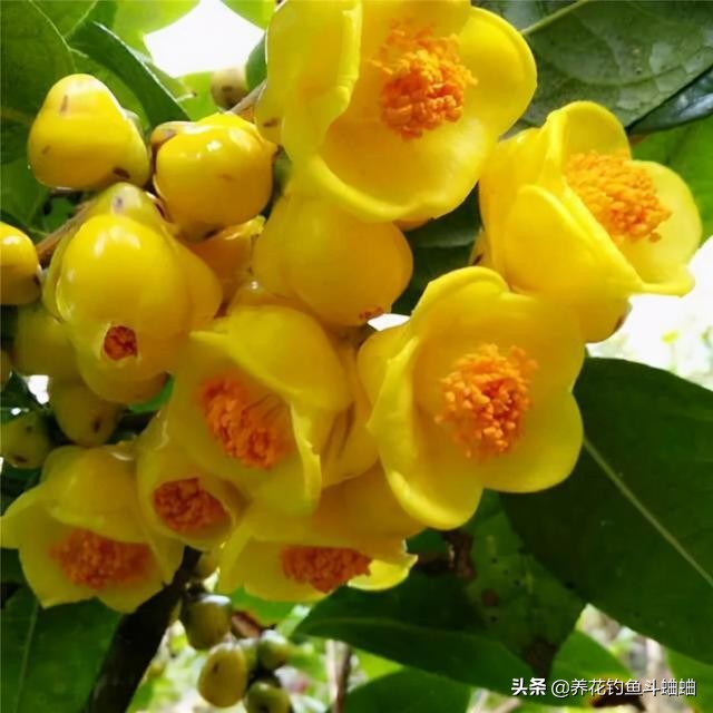 新手想养茶花，必须掌握这三个技巧，长势迅猛，开花一茬接一茬