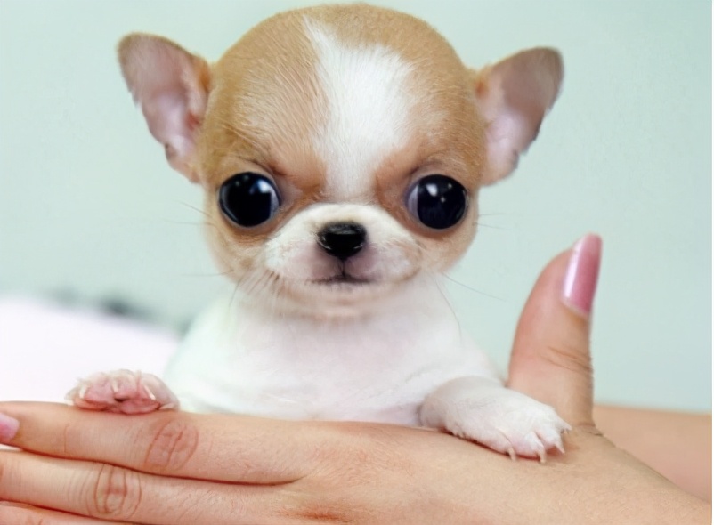 小房子也能养狗，这6种小型犬，占地不大而且还忠诚