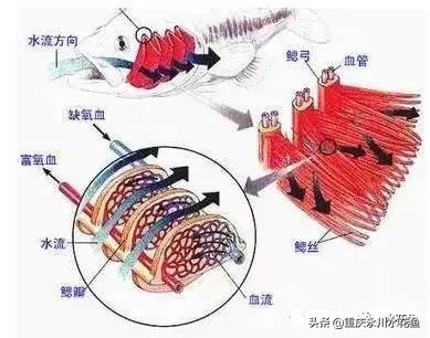 鱼的结构示意图（图文讲解之鱼的形态结构）