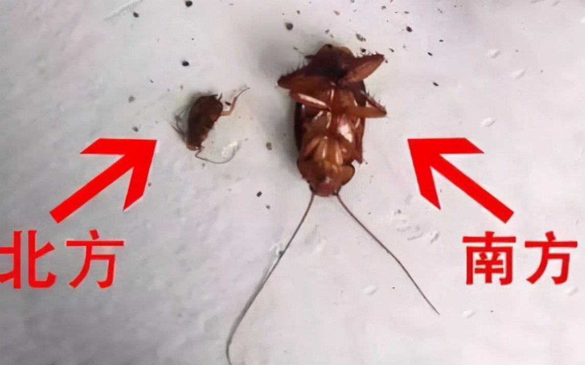 北方人到南方读大学是啥体验？语言不通不算啥，有件事难以接受