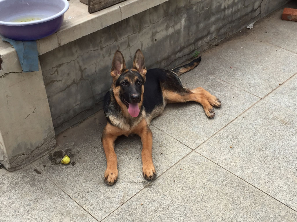 高加索犬圖片,高加索犬圖片價(jià)格