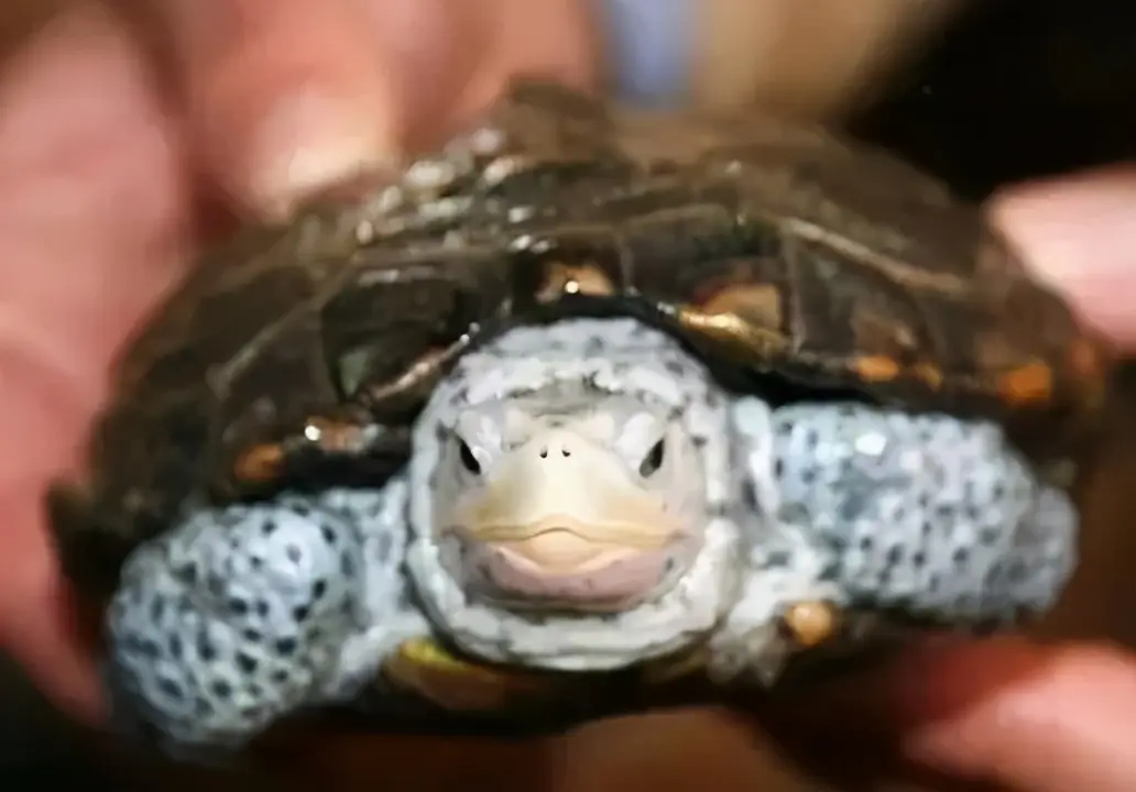 乌龟的种类图片及名称（乌龟的品种图片）