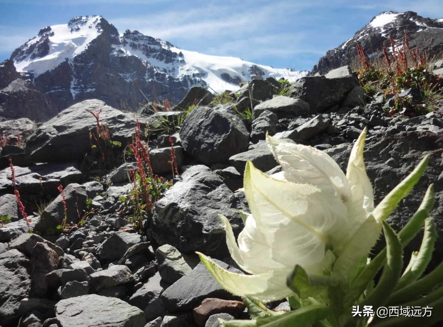 天山雪蓮多少錢一朵冰山上的雪蓮花