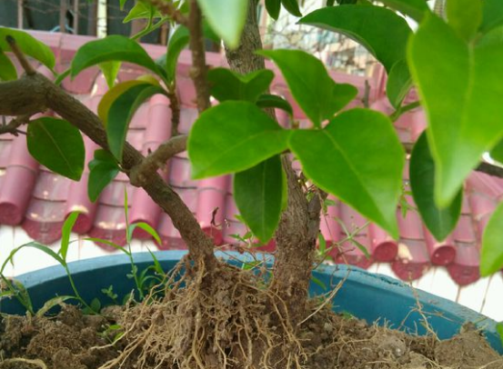 三角梅拉根枝条压一压,很快就生根,比扦插更好成活