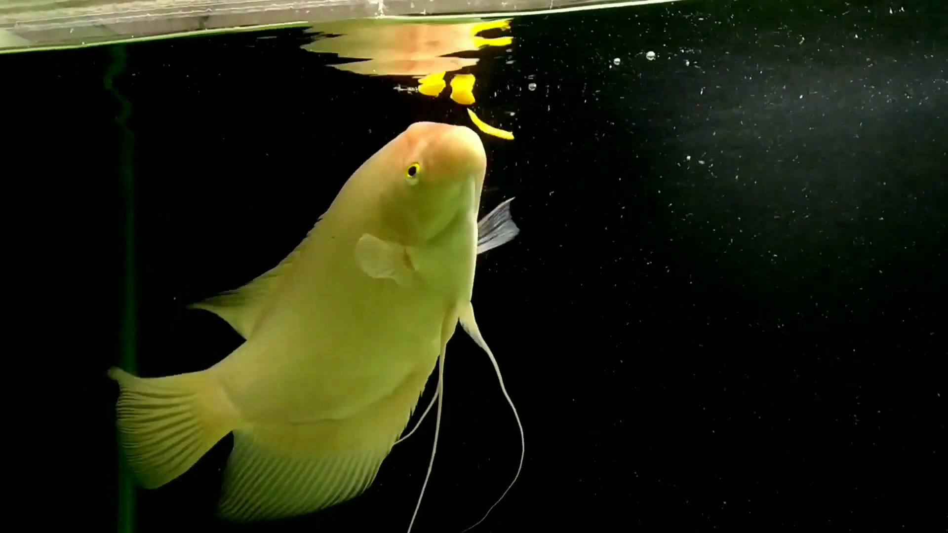 西瓜应该这样吃 吃西瓜也能招财_达一风水网