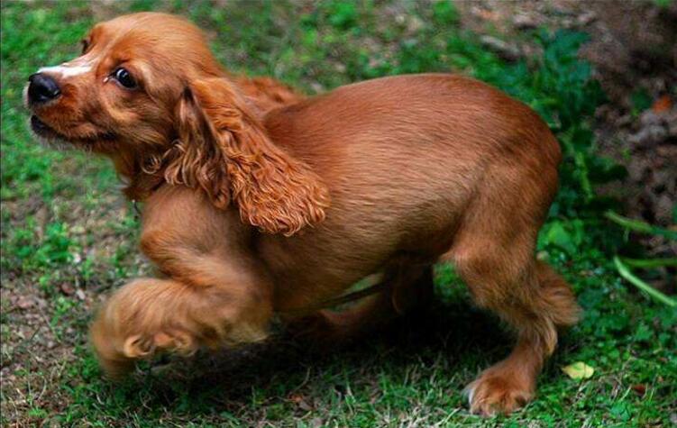 可卡多少錢,可卡犬多少錢一只