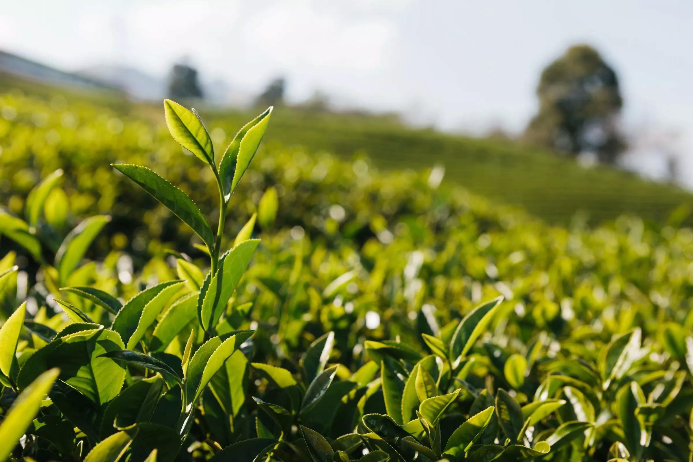 绿茶及其特性