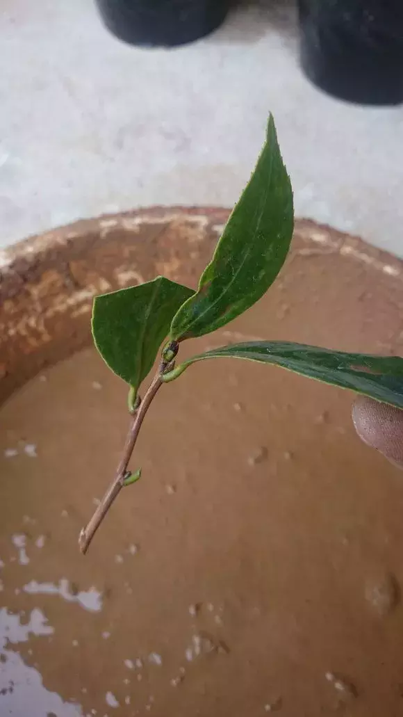 杜鹃茶花插不活,枝条在泥巴里打个滚,大白根呼呼长,新芽猛冒!