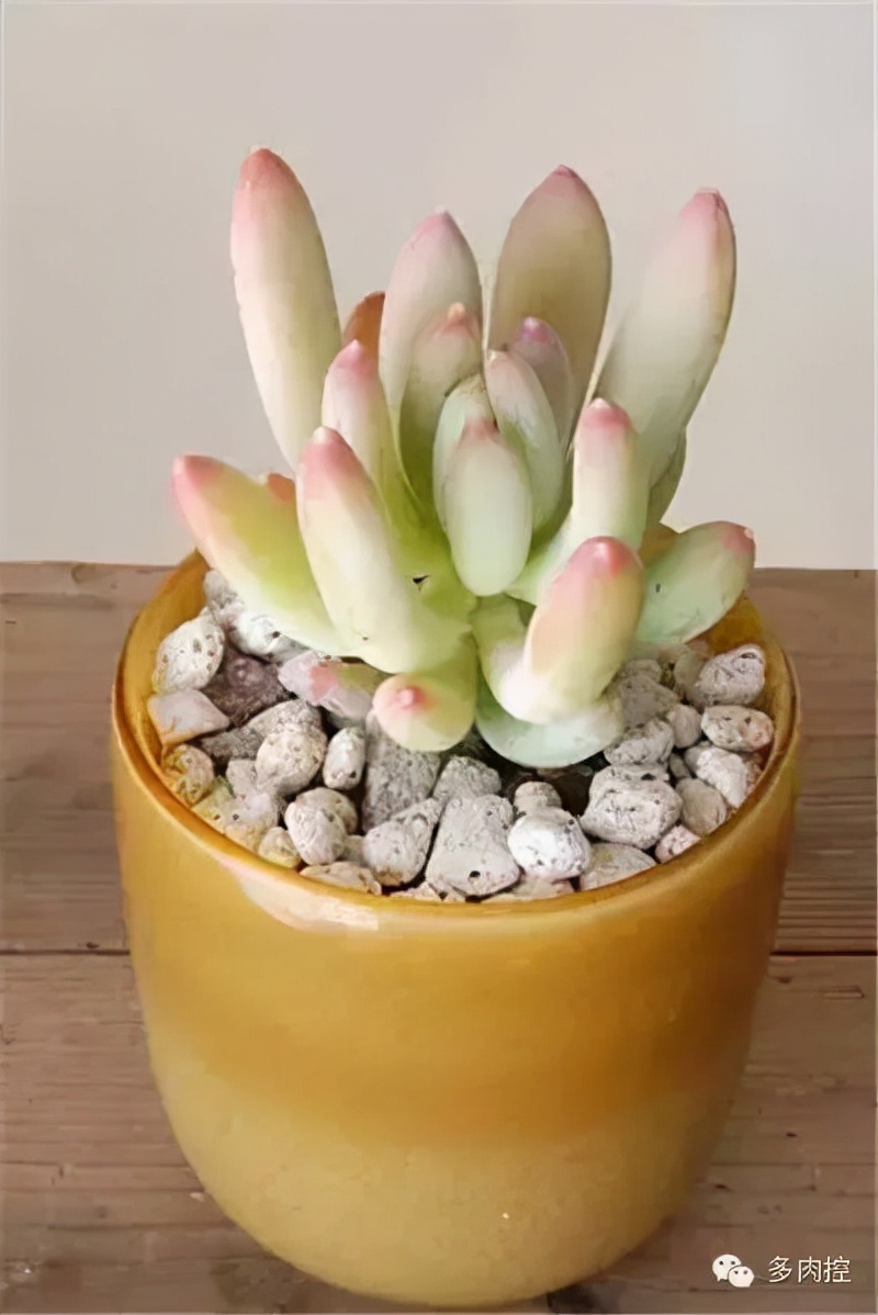 多肉植物圈中的17位美人pachyveria,实在是分不清