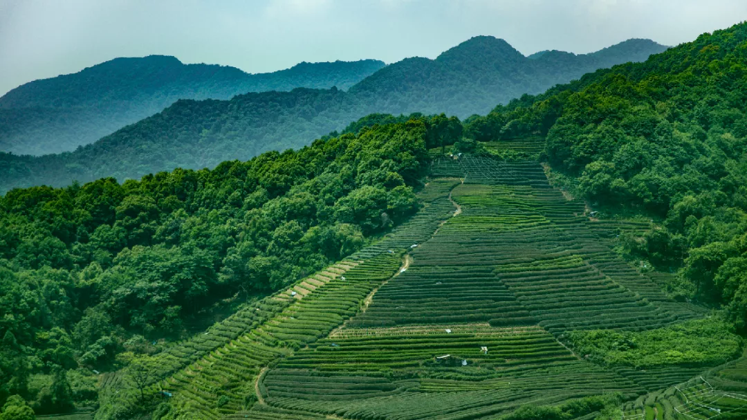 杭州深度游玩指南来了!品茶、游湖、登山...带你解锁多种新玩法