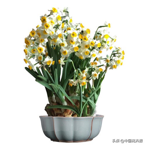 新年换新衣,这些包装让年宵花年味更浓