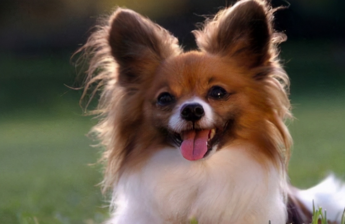 小房子也能养狗，这6种小型犬，占地不大而且还忠诚