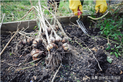 这五条老祖宗留下的小满节气农谚，都是啥意思？农民朋友建议收藏