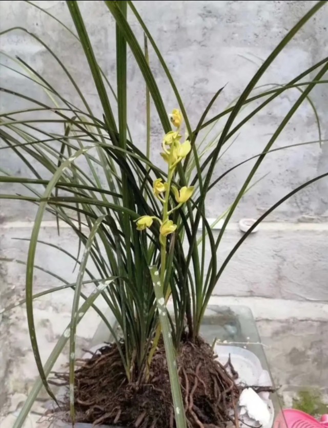 珍贵蕙兰荷瓣花图片(一兜蕙兰能够卖出800万) - 赤虎壹号