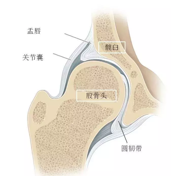 发育性髋关节脱位致残率高,该如何早期发现呢?