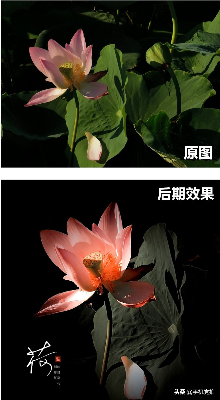 拍的荷花太普通？教你手机后期调出“高级橙”｜秒变美