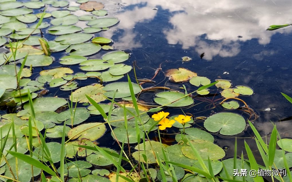 中"软泥上的青荇,油油的在水底招摇;在康河的柔波里,我甘心做一条水草