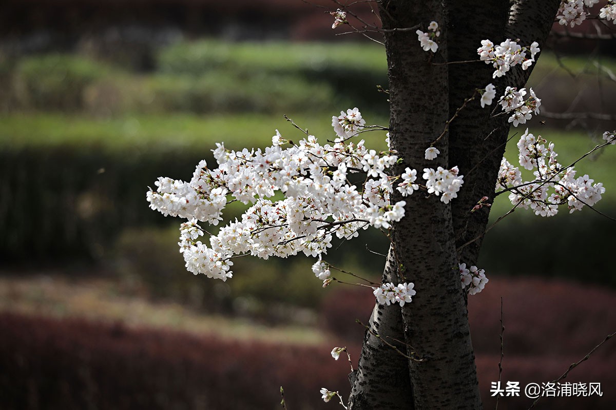 日本樱花文化（内涵揭秘日本樱花文化背后的冷知识）