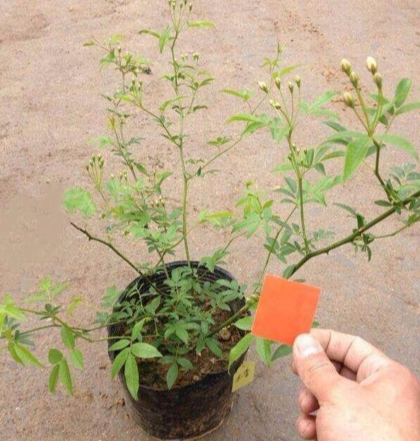 80厘米长的木香花多久开花 木香花长多高能开花 男神信息网