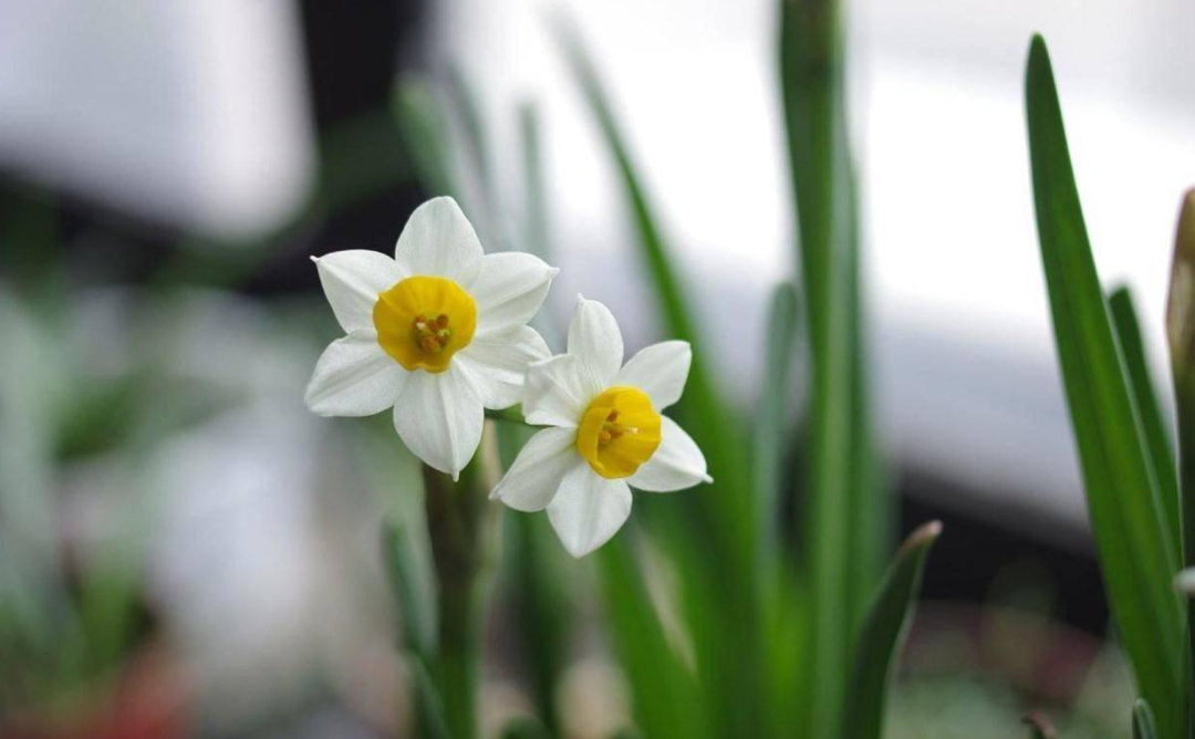 水仙花开迎春来，古诗词里的水仙花，素洁幽雅，超凡脱俗