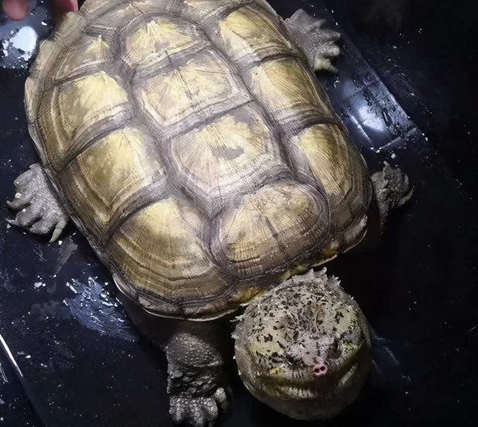 大鳄龟和小鳄龟哪个好养,如何喂养 _极限路亚