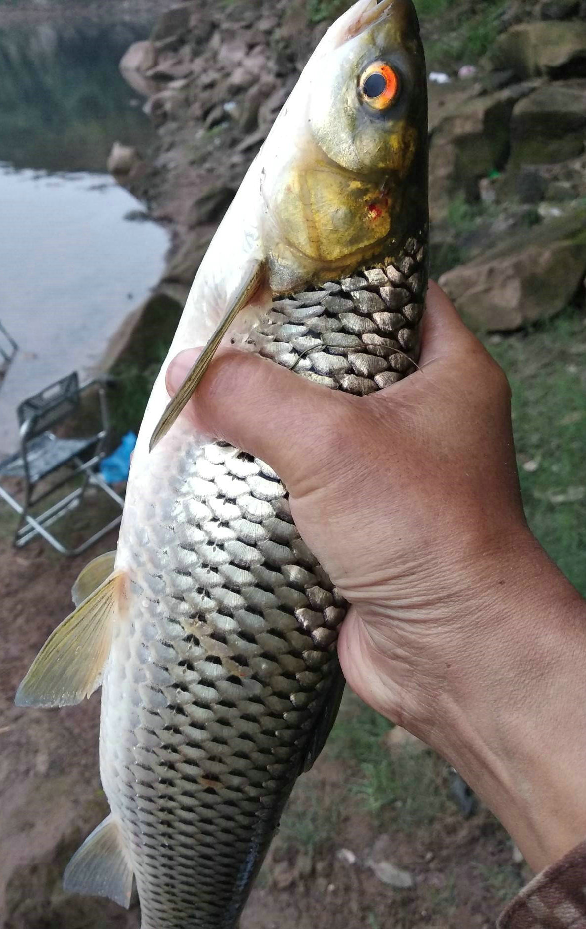 广州河道红眼鱼成群出没,有人钓起后做成鱼片