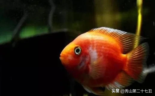 10大最好养又好看的观赏鱼，草金鱼榜首，孔雀鱼第九