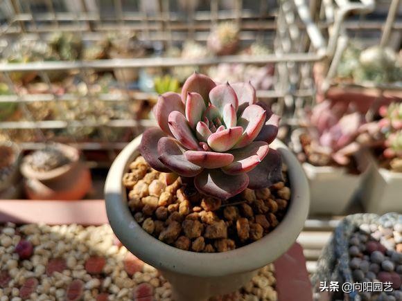 多肉叶片有小黑点?一定要重视,否则会扩展,侵害其它叶片