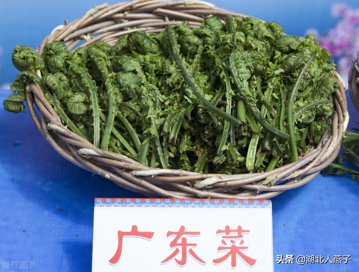 39种野菜图片，教你认识不同的野菜和吃法，你想要的野菜这里都有