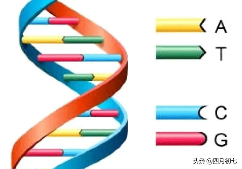 三分钟让你搞懂基因工程简史