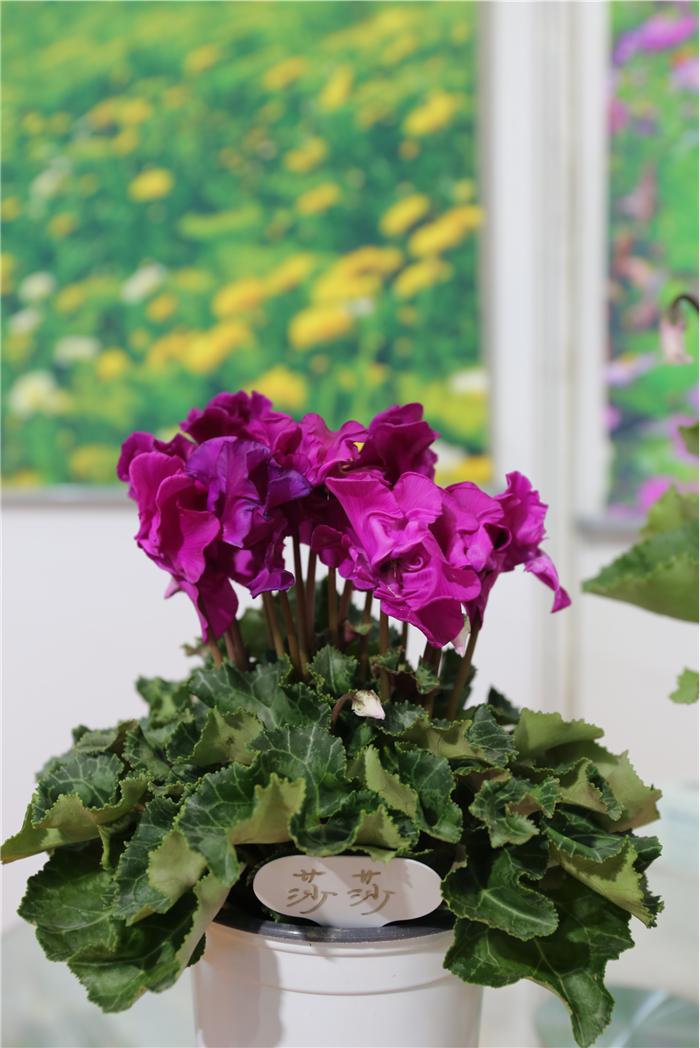 一起盘点北京国际花展上的亮点花卉产品