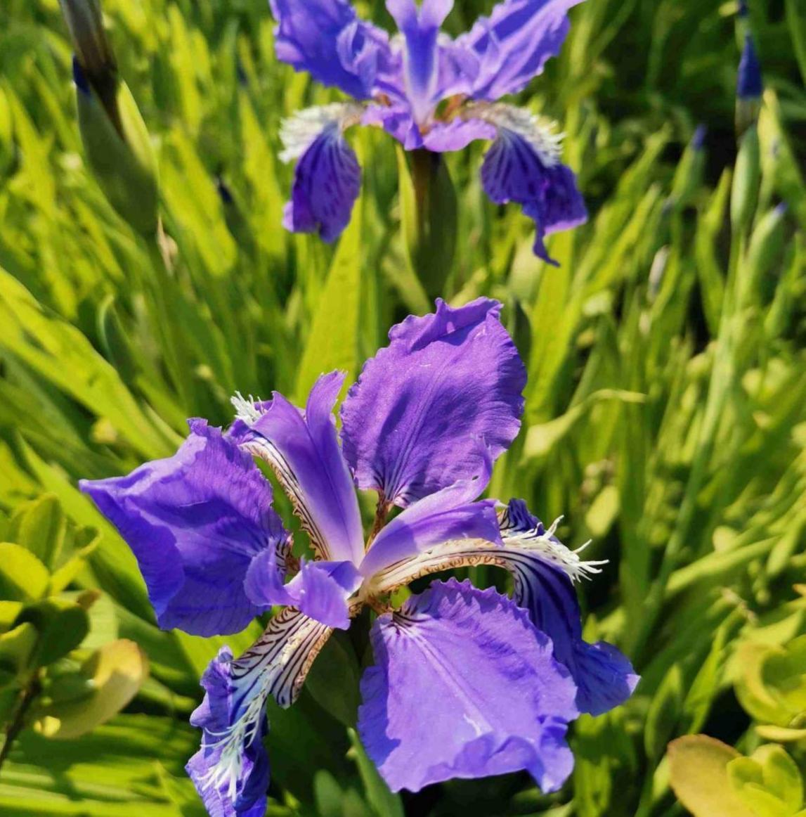 花卉植物有哪些（盘点100种常见花图鉴）