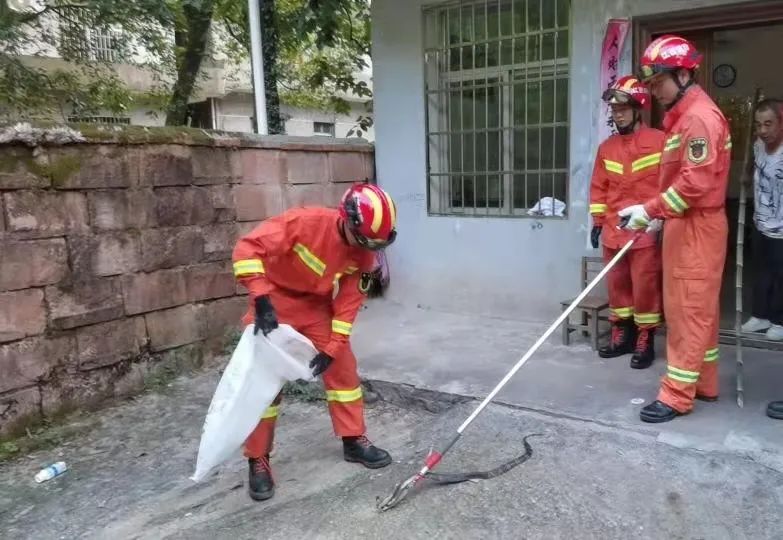 秋末多地“蛇出没”，农民除了养鹅防蛇，还有哪些防蛇的好方法